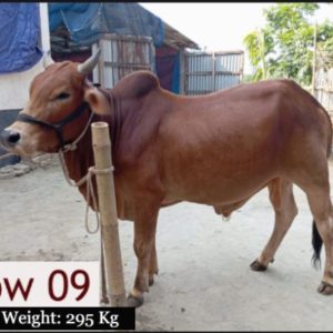 কোরবানির জন্য স্বাস্থ্যবান গরু কিনুন | Basera Farm – Khalis Deal! Qurbani Cow Buy from Khalisdeal